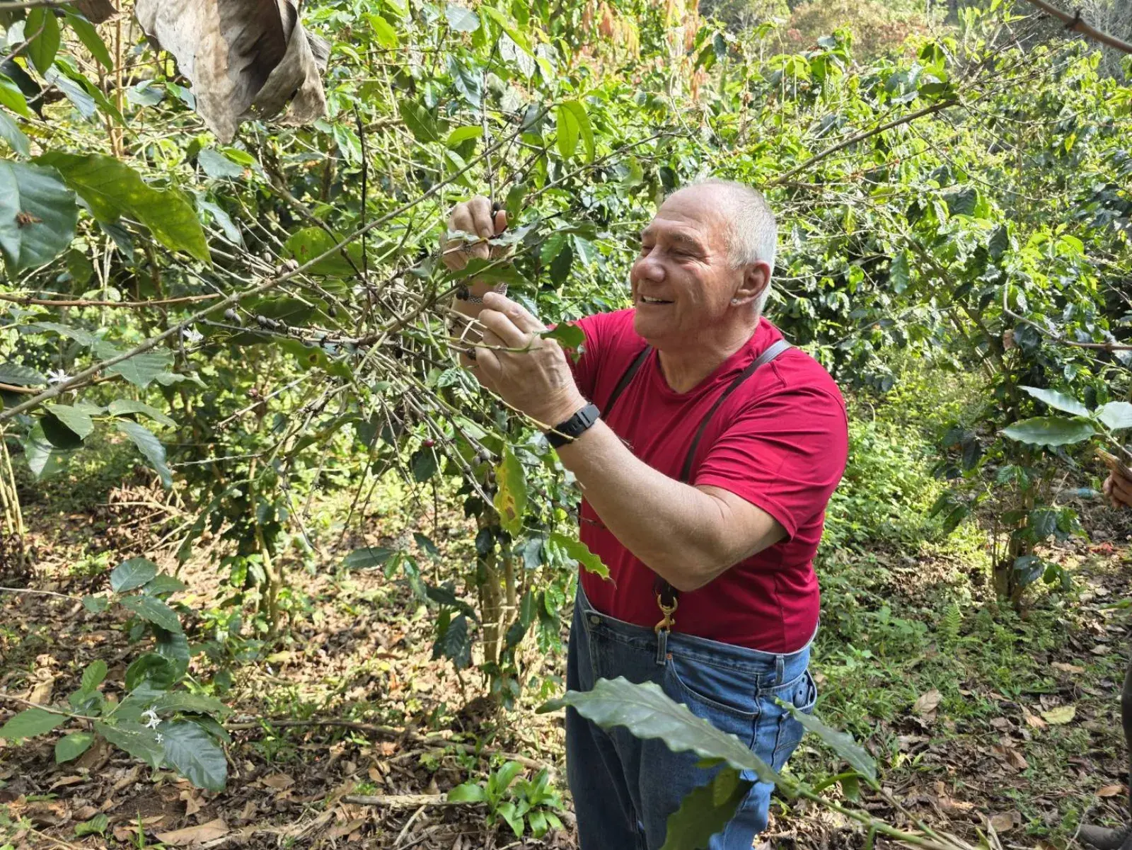 Jack examining coffee branches on the farm